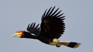 Rhinocerous Hornbill