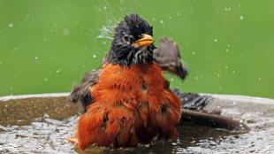 American Robin in birdbath