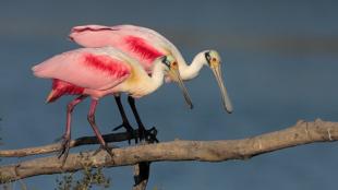Roseate Spoonbills