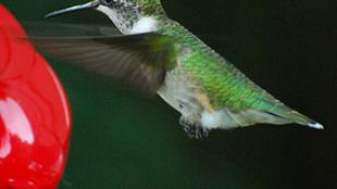 Ruby-throated Hummingbird