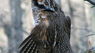 Ruffed Grouse