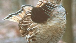 Ruffed Grouse