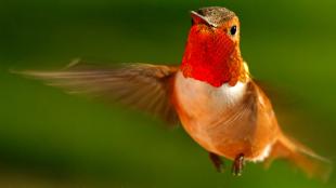 Rufous Hummingbirds