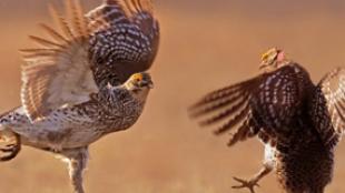 Sharp-tailed Grouse