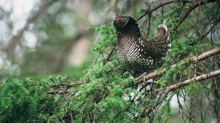 Siberian Grouse