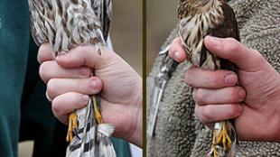 Sharp-shinned hawks