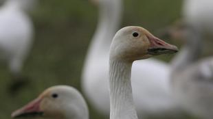 Snow Geese