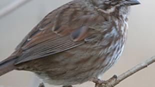 Song Sparrow