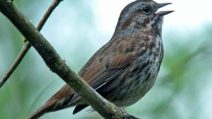 A Song Sparrow sings while perched on a branch amidst greenery