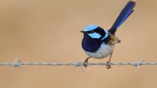 A Superb Fairy Wren perched on a wire fence