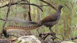 Superb Lyrebird