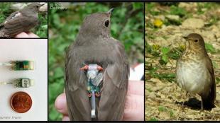 Swainson's Thrush Geolocator