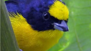 Thick-billed Euphonia