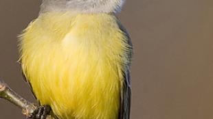 Tropical Kingbird