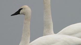 Trumpeter Swan