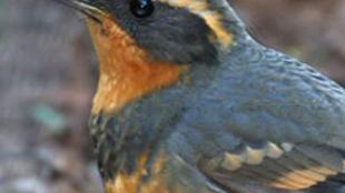 Varied Thrush