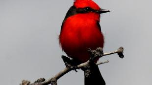 Vermilion Flycatcher male