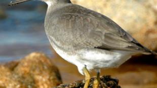 Wandering Tattler