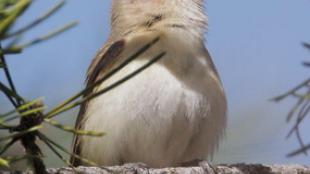 Warbling Vireo