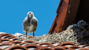 Western Gull chicks