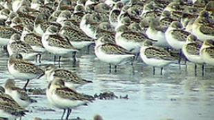 Western Sandpipers