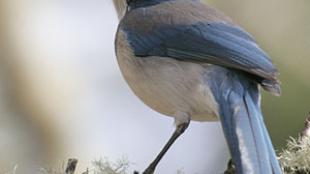 Scrub Jay