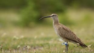 Whimbrel