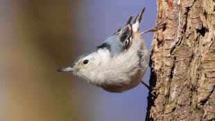 White-breasted Nuthatch