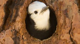 White-headed Woodpecker