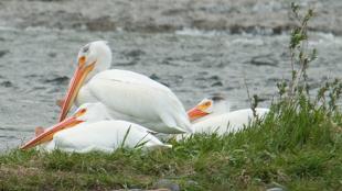 White Pelicans