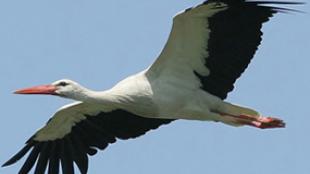 White Stork in flight