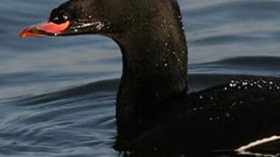 White-Winged Scoter