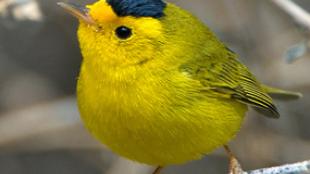 Wilson's Warbler