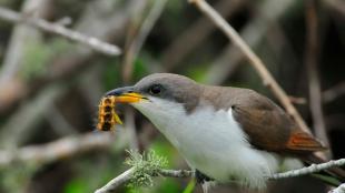 Yellow-billed Cuckoo with caterpillar