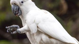 Una cacatúa sosteniendo un tentempié con un pie