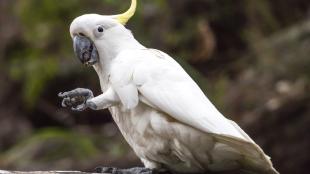 Sulphur-crested Cockatoo