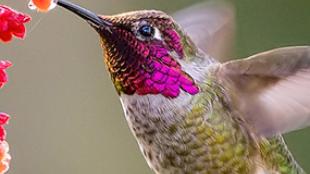 Anna's Hummingbird drinking nectar from flower