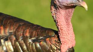 Wild Turkey