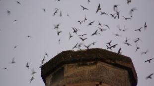 A flock of Chimney Swifts around a chimney