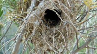 Verdin's winter nest