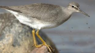 Wandering Tattler