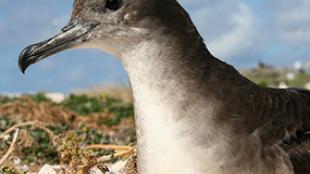 Wedge-tailed Shearwater