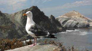 Western Gull