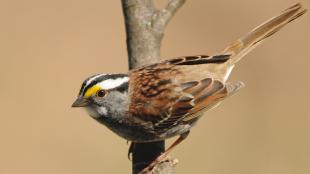 White-throated Sparrow