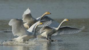 Whooper Swans