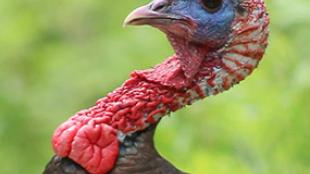 Male Wild Turkey