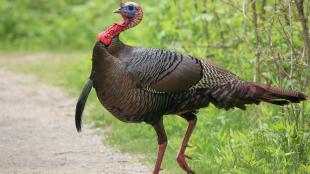 Male Wild Turkey