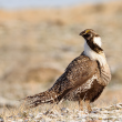 Greater Sage Grouse