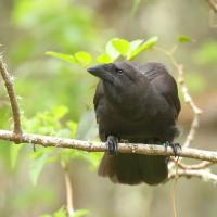 A dark brown to black bird with dark brown eye faces the viewer while perched on a branch, and looks to its right. Its pointed beak has rictal bristles at the base.