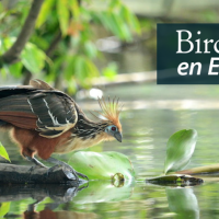 A Hoatzin at a pond's edge. "BirdNote en Español" appears in the top right corner.